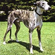 Galgo español